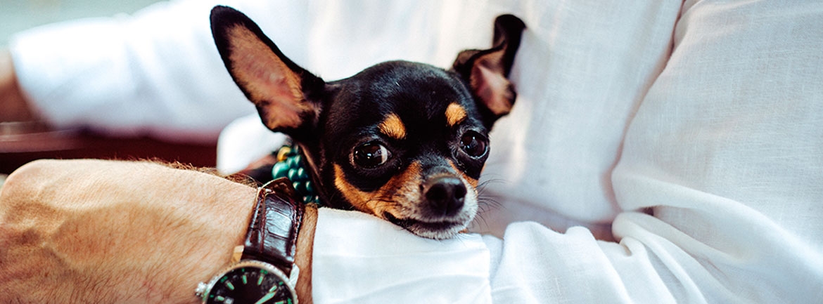 Hotel Policies for guests with pets
